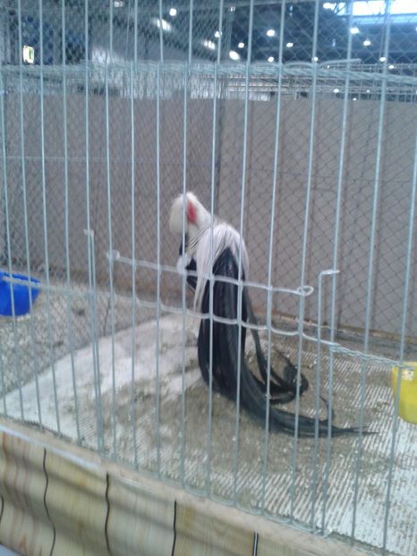 Fotografie0413 - 29---expozitie Leipzig- Germania 2018