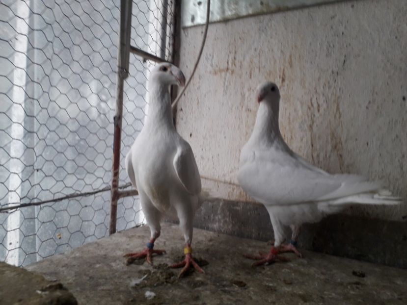  - Voiajori germani 2019 matca