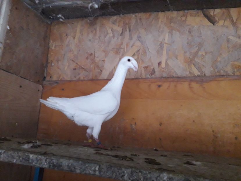  - Voiajori germani 2019 matca