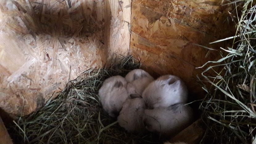  - c californieni 2018