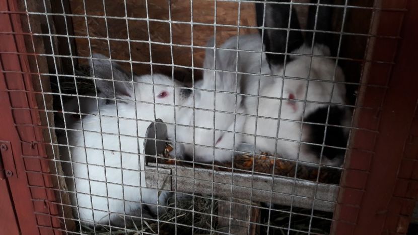  - c californieni 2018