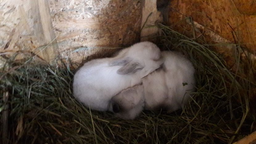  - c californieni 2018