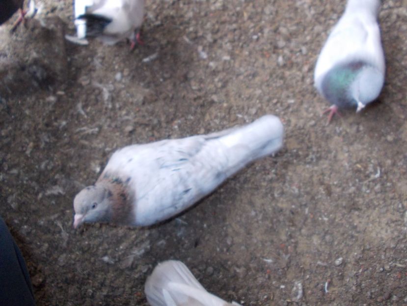  - Arhiva poze cu porumbei