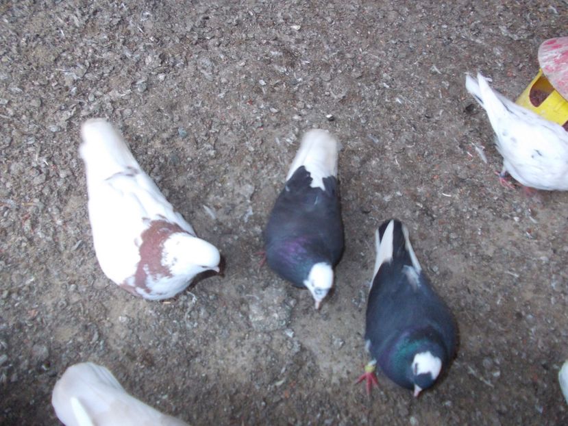  - Rolleri de Birmingham