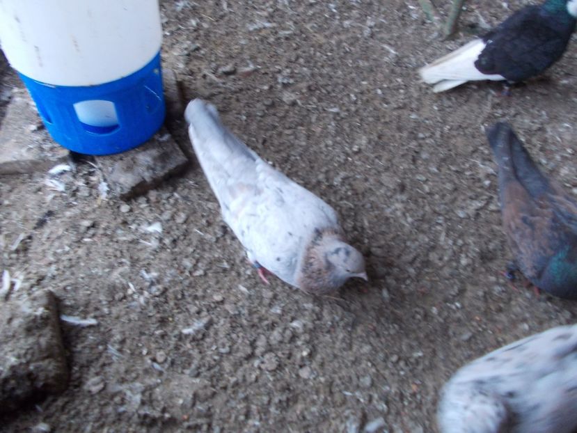  - Rolleri de Birmingham