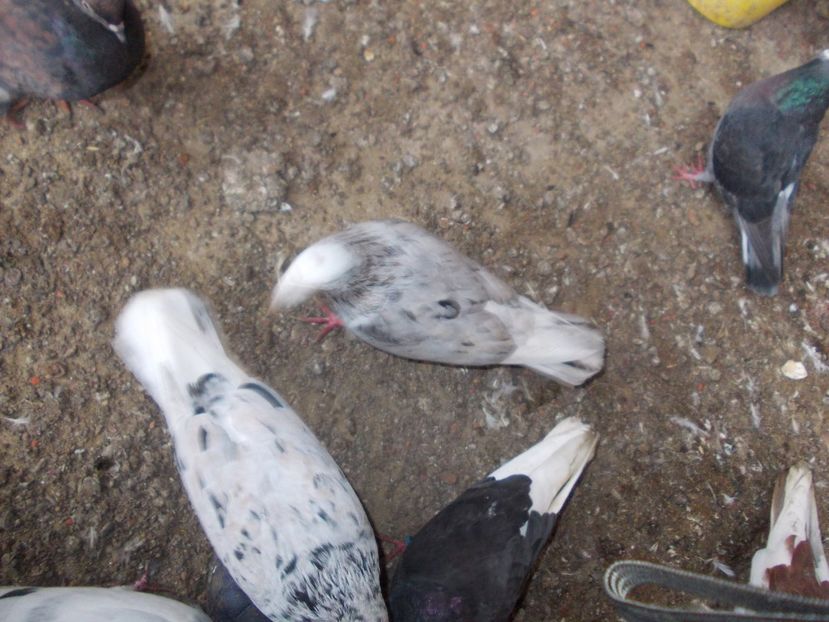  - Rolleri de Birmingham