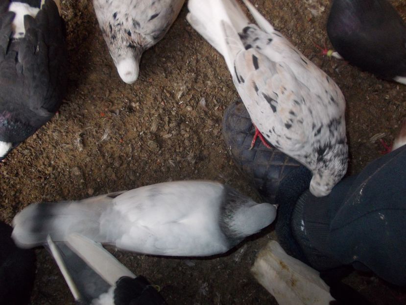  - Rolleri de Birmingham