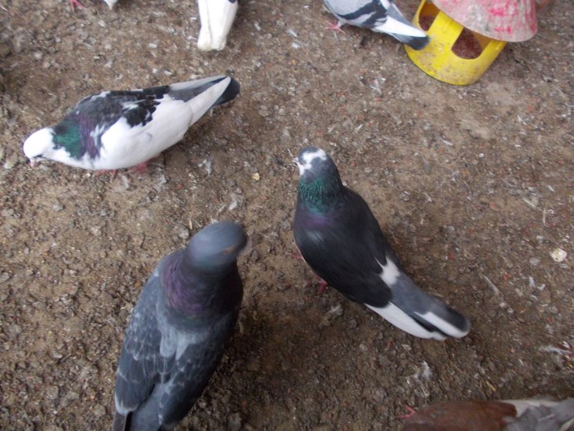  - Rolleri de Birmingham