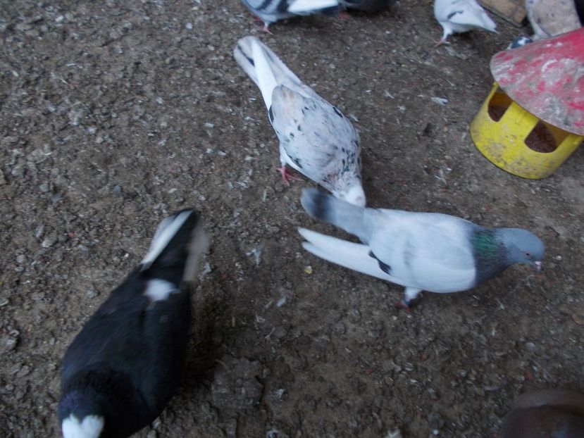  - Rolleri de Birmingham