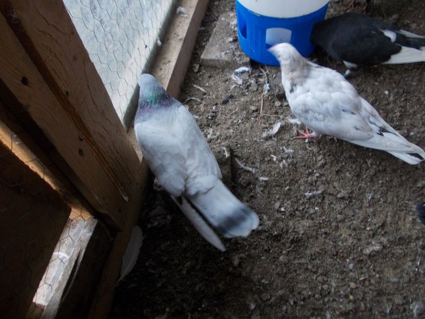  - Rolleri de Birmingham