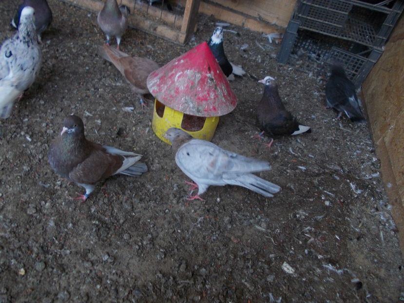  - Rolleri de Birmingham