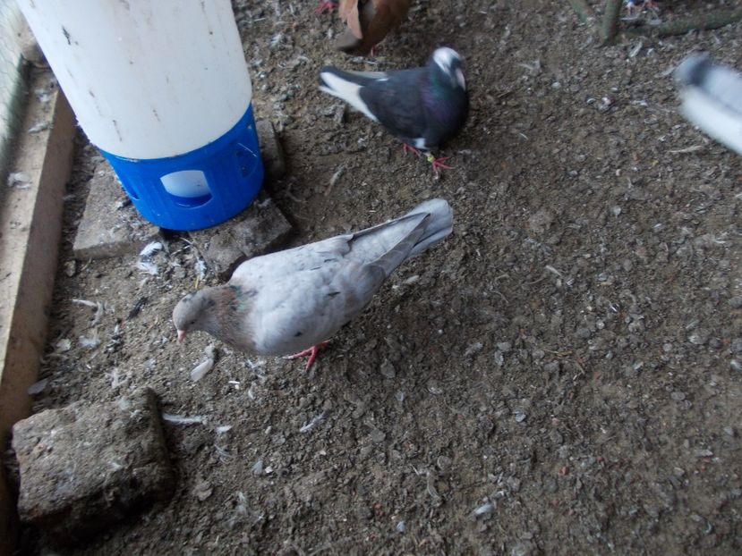  - Rolleri de Birmingham