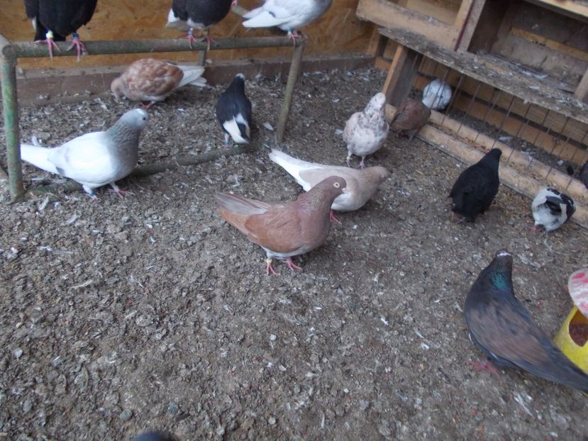  - Rolleri de Birmingham