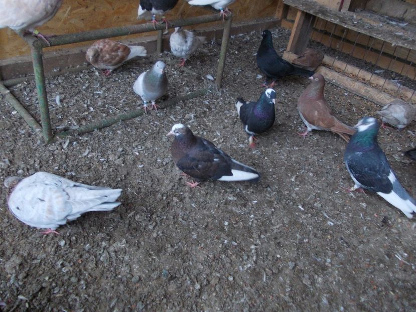  - Rolleri de Birmingham