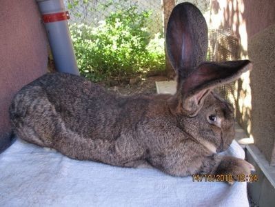 masc !! - X ARHIVA IEPURI CE AM AVUT