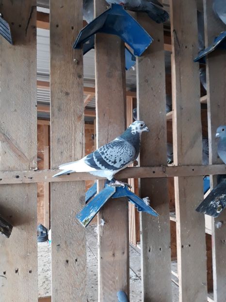 F 2017  CLASATA 2 LOSICE ZBURATA 5 FONDURI - TINERET