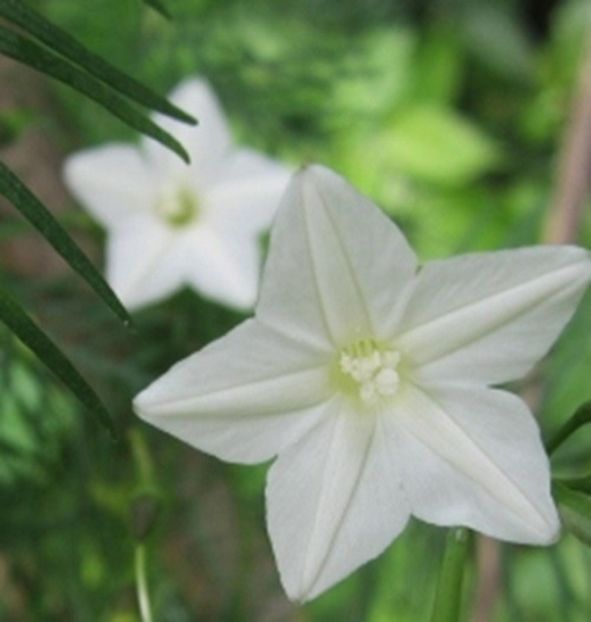 Quamoclit pennata  alb - seminte - Quamoclit Pennata seminte roz rosu galben alb si portocaliu la alegere