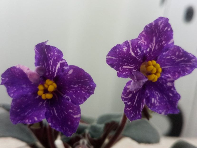 13 dec - ZZ AN Rio Rita