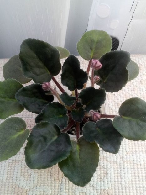 5 dec - ZZ Ian Madam