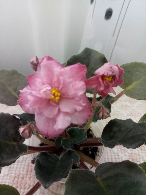 13 dec - ZZ Ian Madam