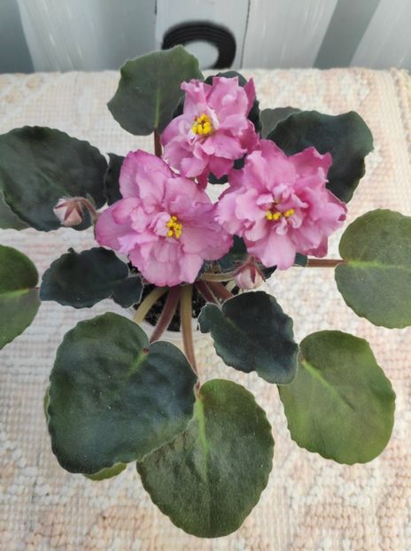 16 dec - ZZ Ian Madam