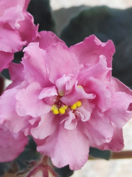 16 dec - ZZ Ian Madam