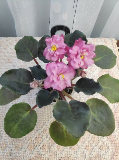 16 dec - ZZ Ian Madam