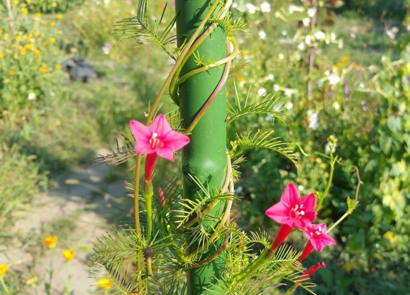 Quamoclit pennata roz in gradina mea - Quamoclit Pennata seminte roz rosu galben alb si portocaliu la alegere