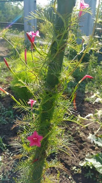 Quamoclit pennata roz in gradina mea - Quamoclit Pennata seminte roz rosu galben alb si portocaliu la alegere