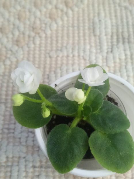 8 dec - ZZ Ballet Snowcone