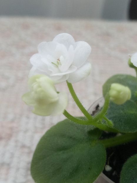 13 dec - ZZ Ballet Snowcone