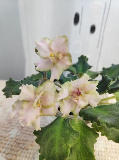 16 dec - Rob s Sarsparilla