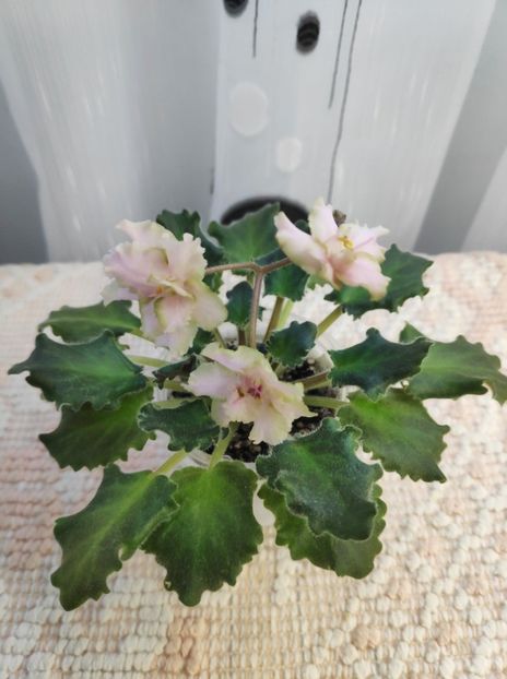 16 dec - Rob s Sarsparilla