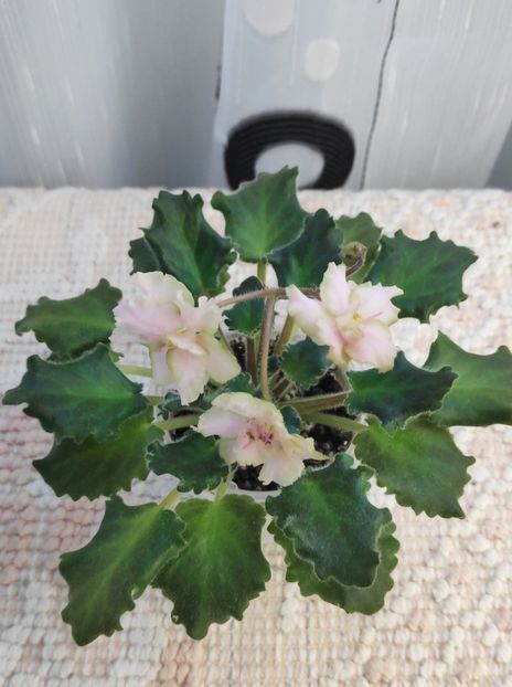 16 dec - Rob s Sarsparilla