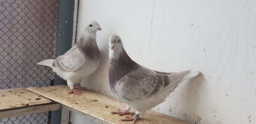 Fratelli ! - Top ten 2019