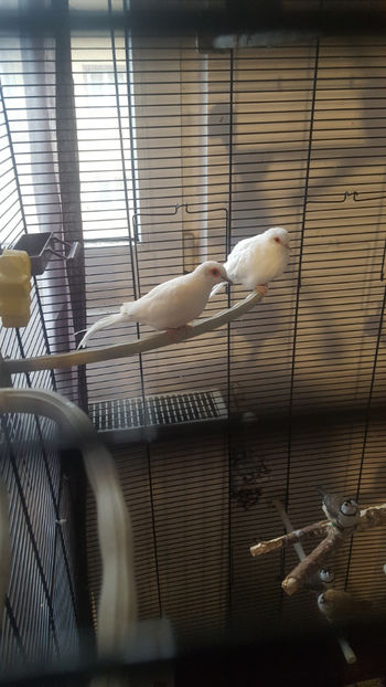  - Turturele diamant albe