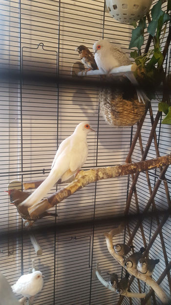  - Turturele diamant albe