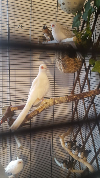  - Turturele diamant albe