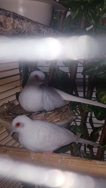  - Turturele diamant albe