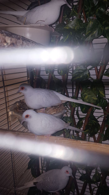  - Turturele diamant albe