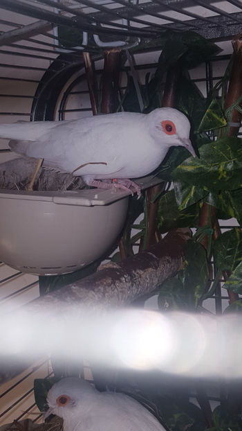  - Turturele diamant albe