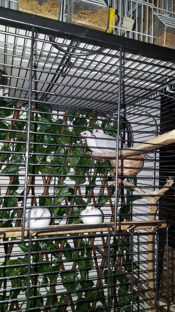  - Turturele diamant albe