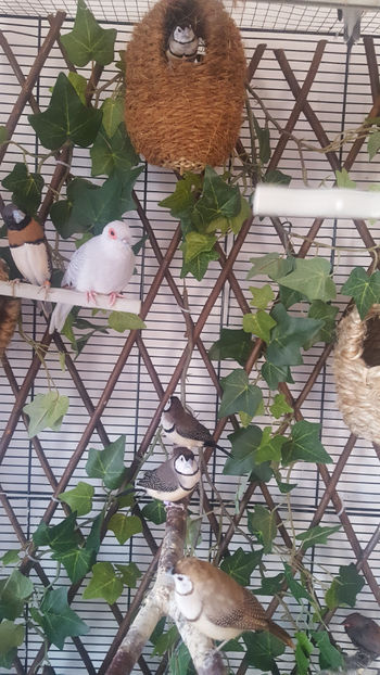  - Turturele diamant albe