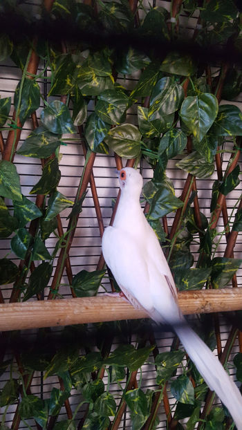  - Turturele diamant albe