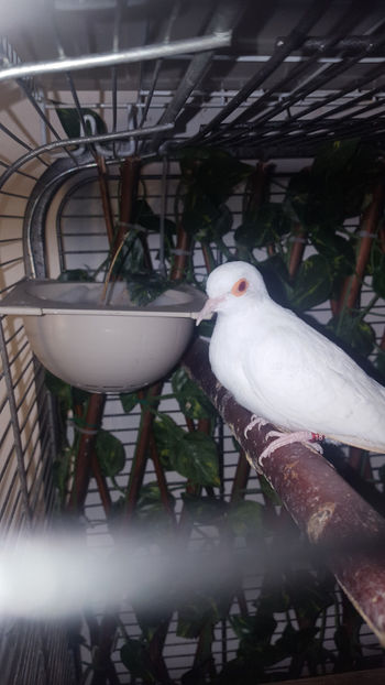  - Turturele diamant albe