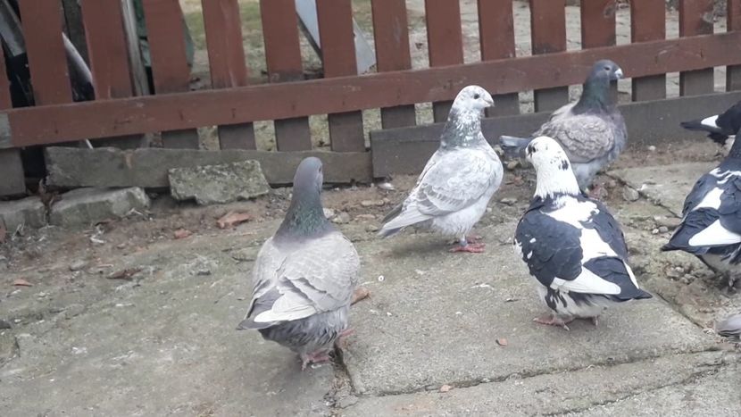 Screenshot_20181213-154226_Gallery - Giant homer 2018 de vanzare