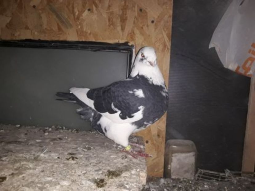 temp0 - Giant homer 2018 de vanzare