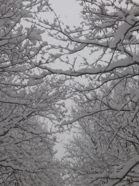  - Zăpadă decembrie 2018