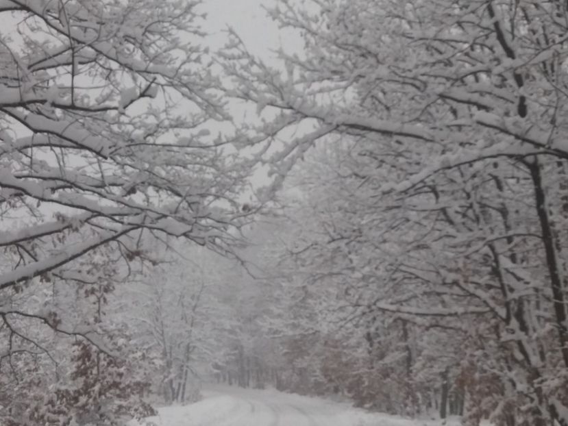  - Zăpadă decembrie 2018