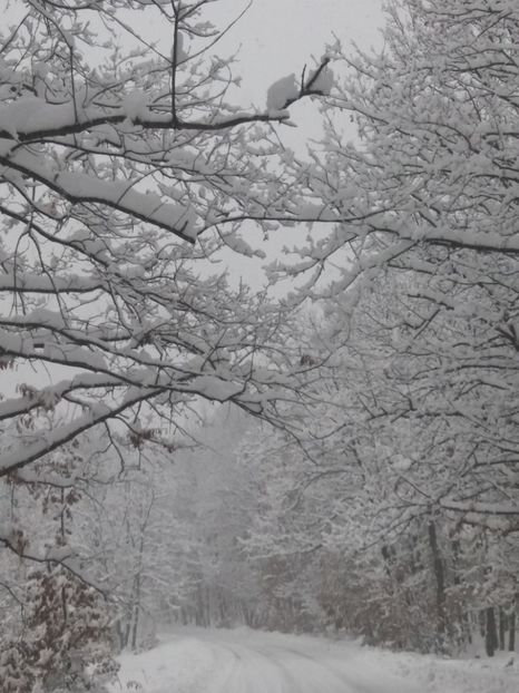  - Zăpadă decembrie 2018